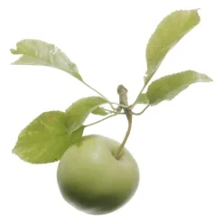 Enzympeeling